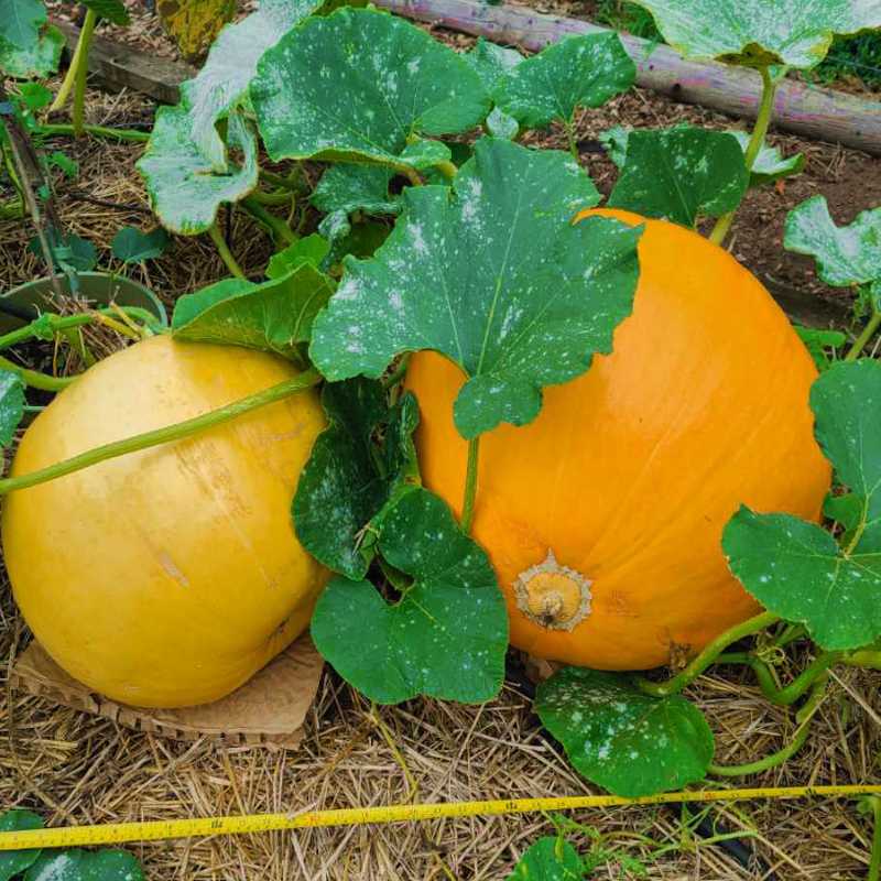 Pumpkin - Big Max