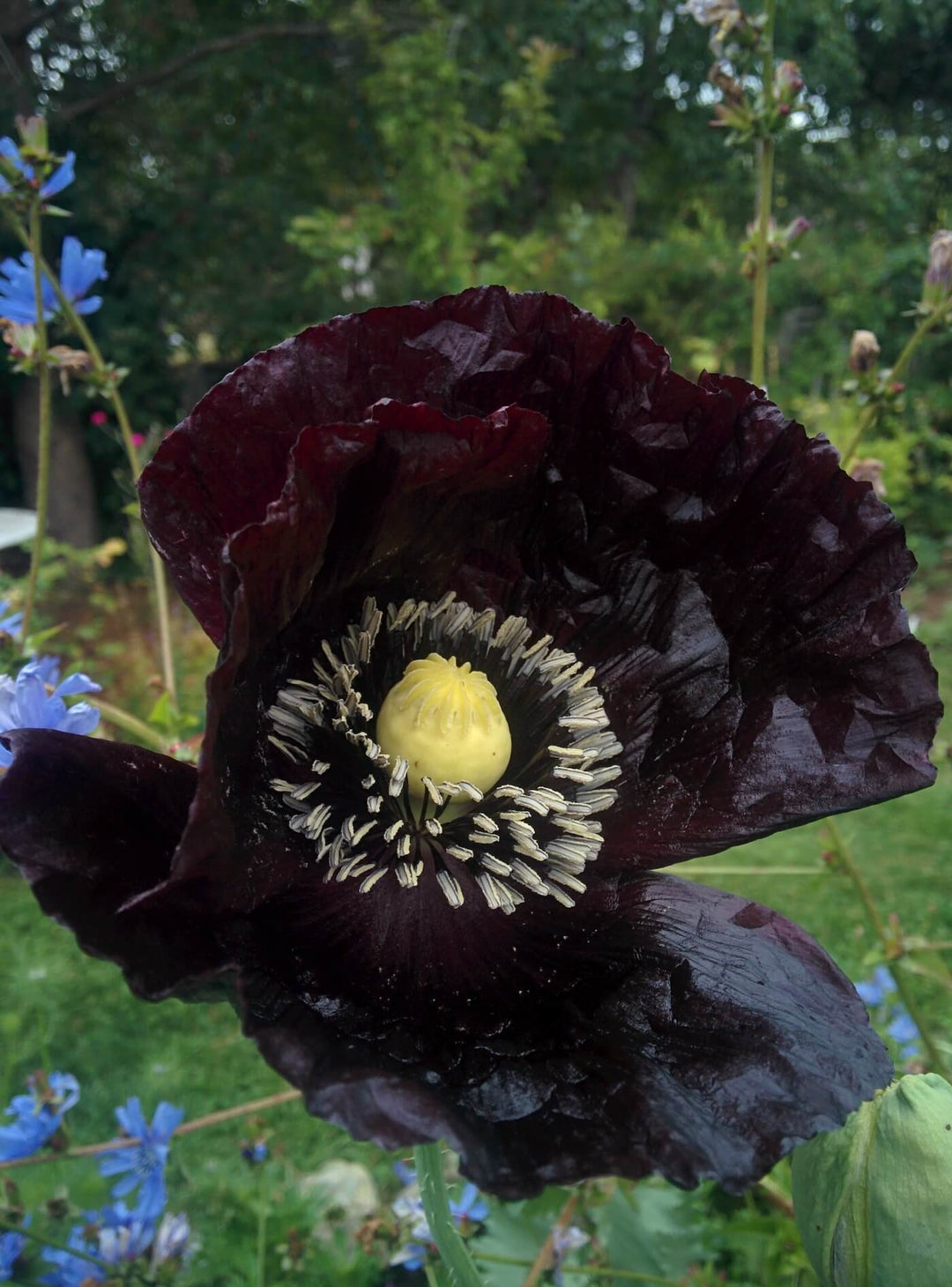 Poppy - Deep Purple