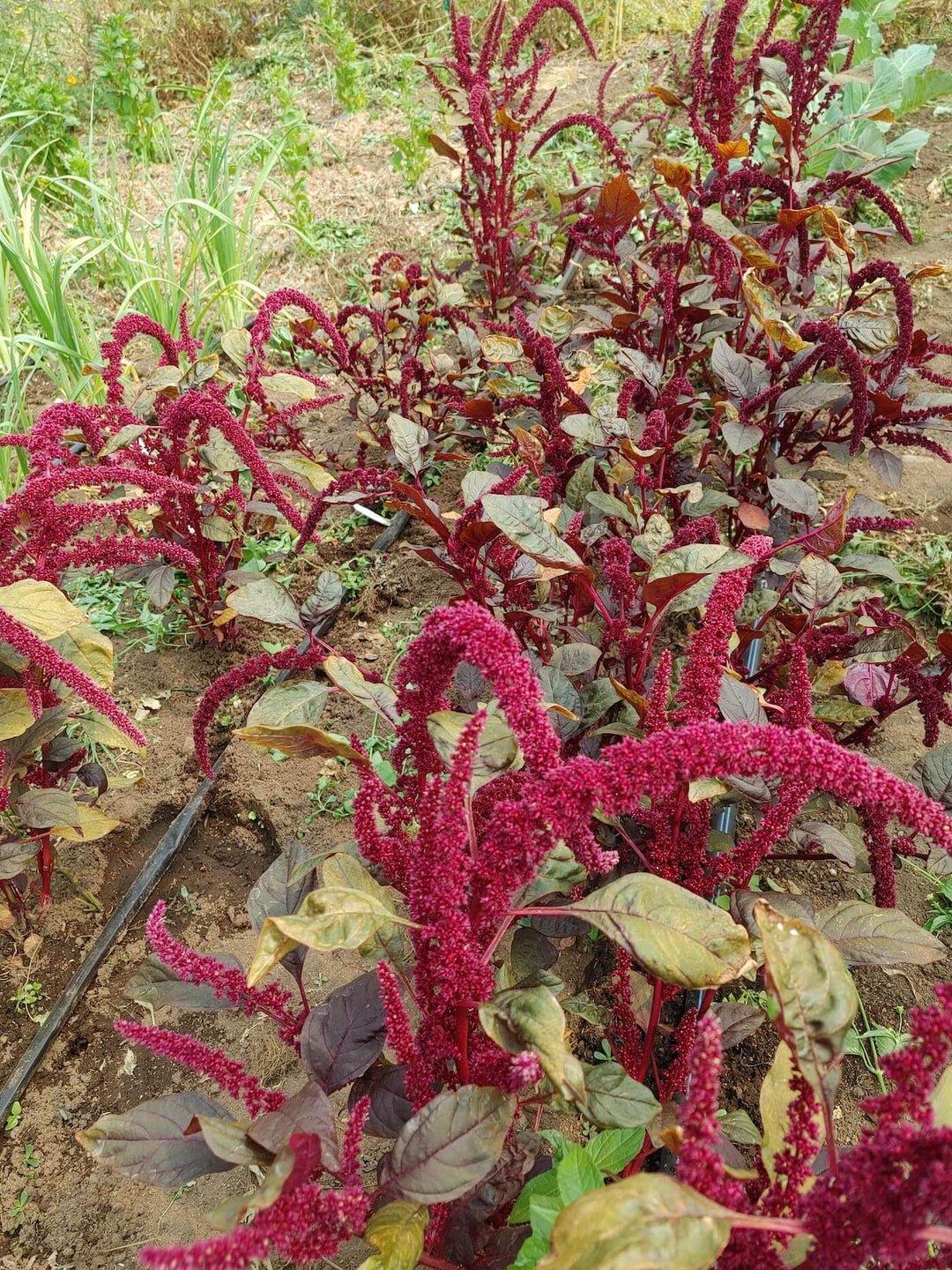 Amaranthus
