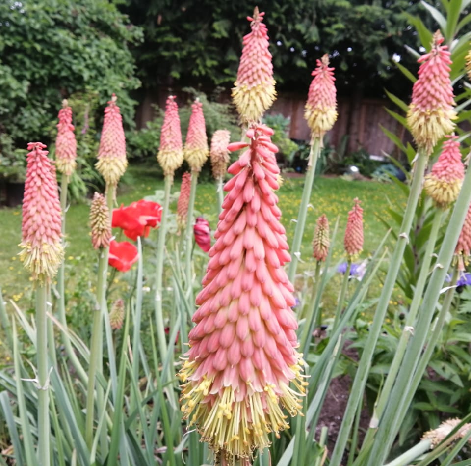Red Hot Poker