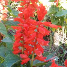 St John's Fire Salvia