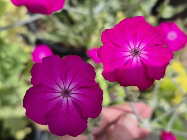 Lychnis - Rose Campion