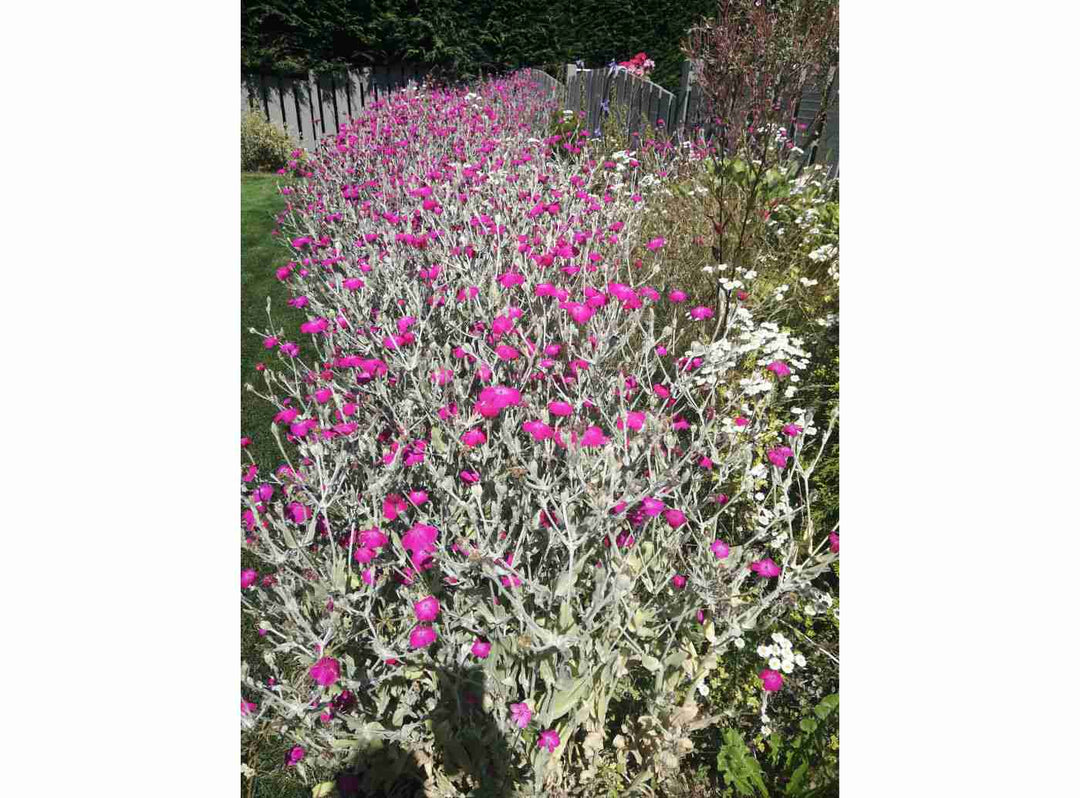 Lychnis - Rose Campion