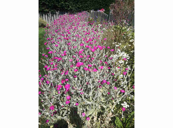 Lychnis - Rose Campion