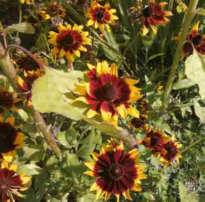 Rudbeckia