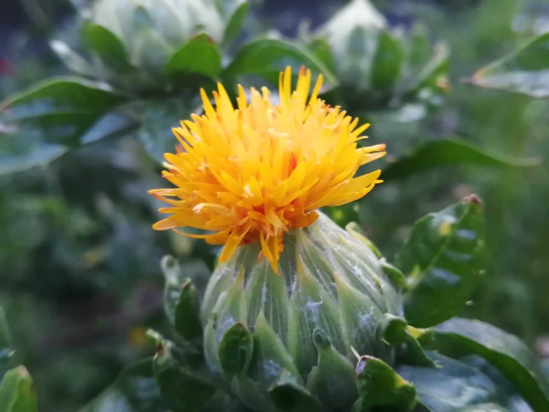 Safflower Mix