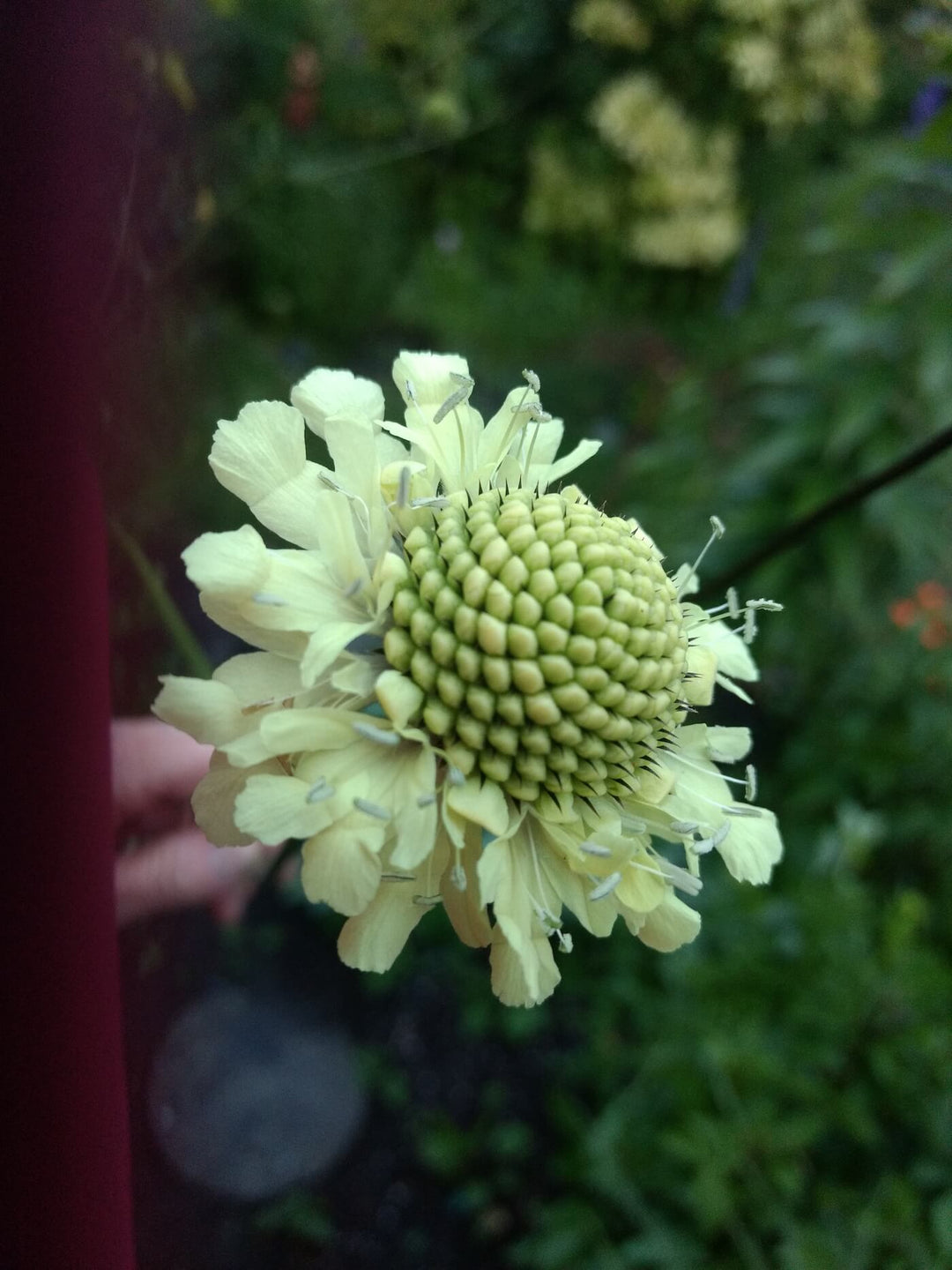 Giant Yellow Scabiosa