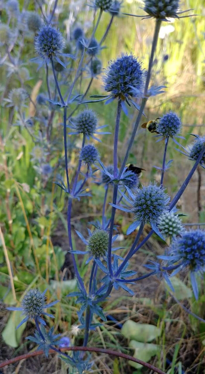 Sea Holly
