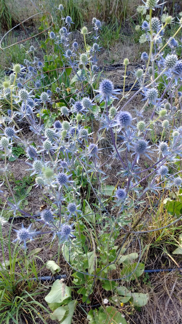 Sea Holly