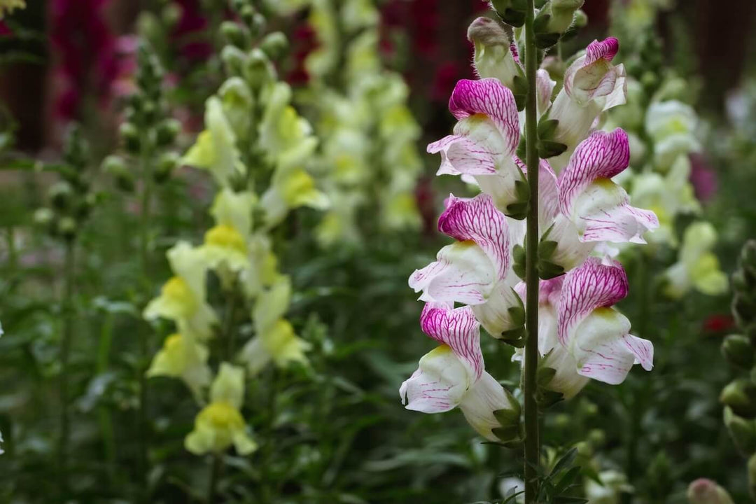 Snapdragon Mix