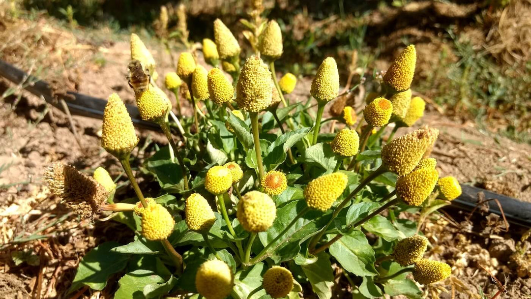 Electric Daisy - Spilanthes