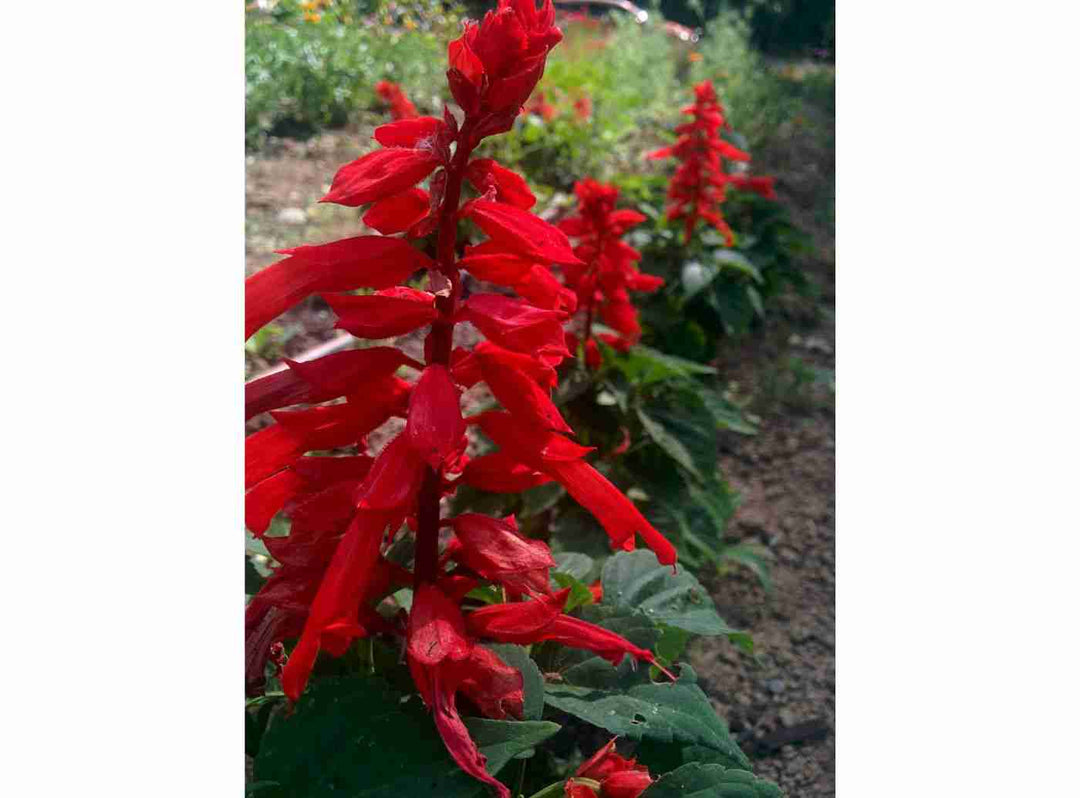 St John's Fire Salvia