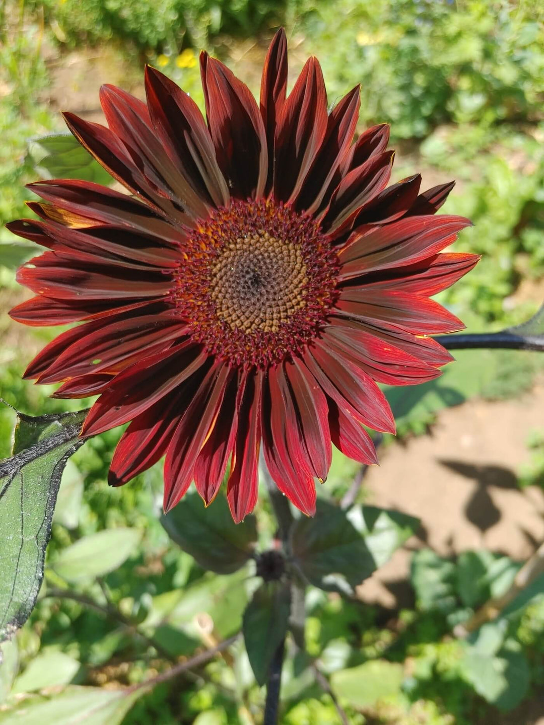 Sunflower - Chocolate Cherry