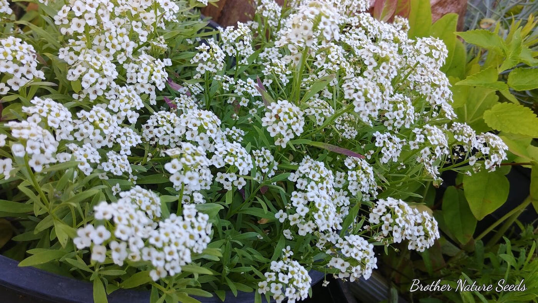 Alyssum - Sweet