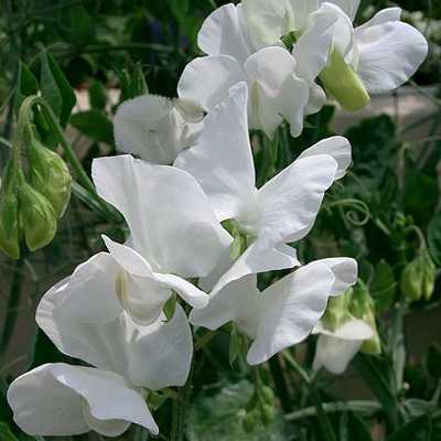 Sweet Pea - Royal White