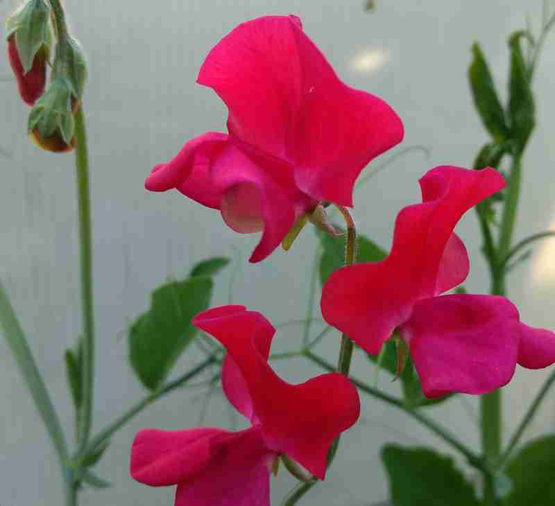 Sweet Peas - Royal Scarlet