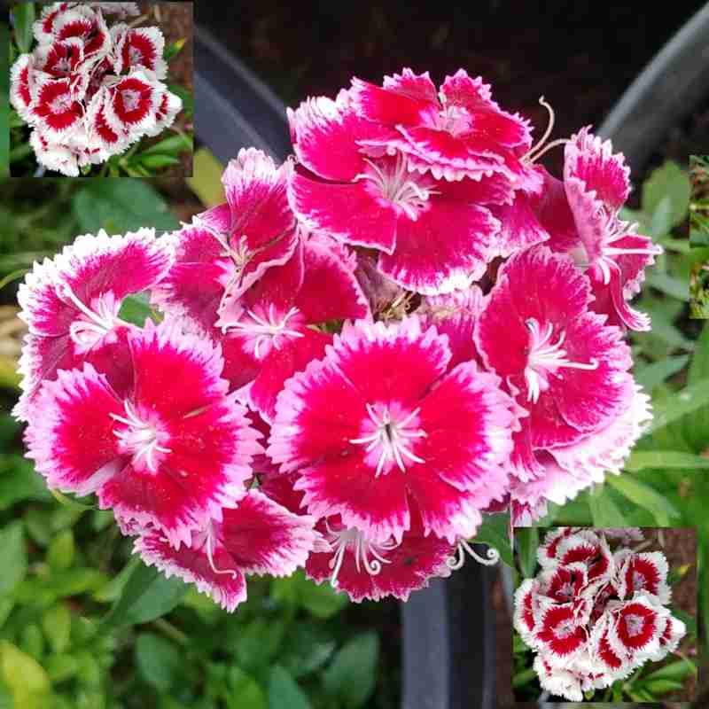 Sweet William