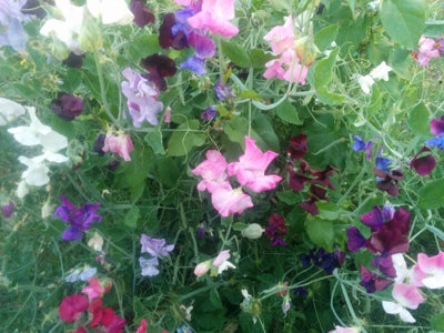 Sweet Peas - Royal Family