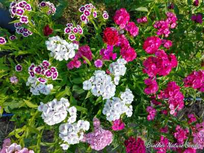 Sweet William