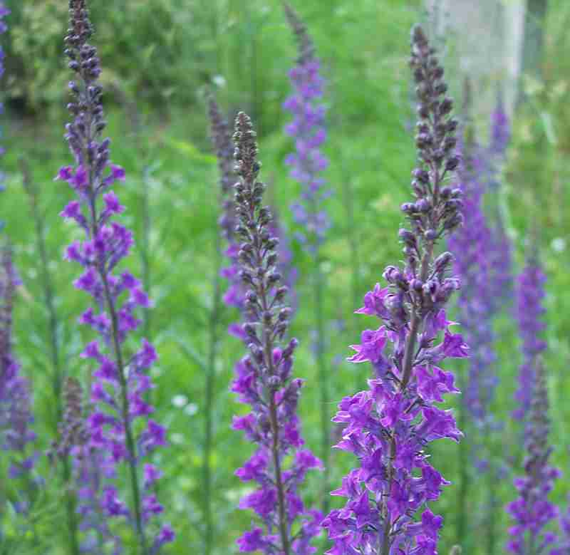 Purple Toadflax