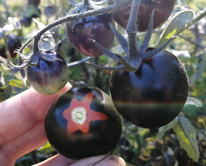 Indigo Rose Tomato