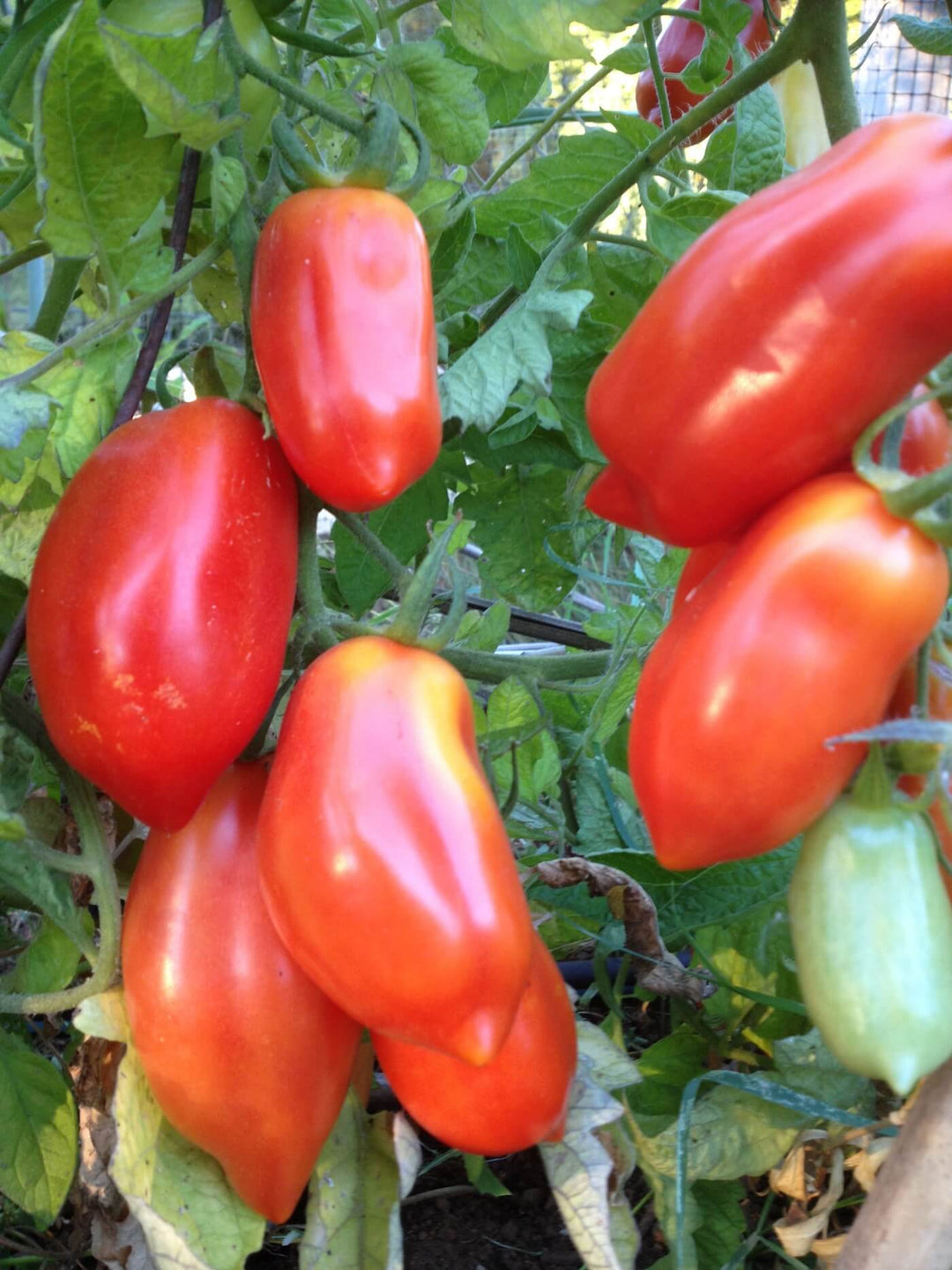 Tomatoe - San Marzano