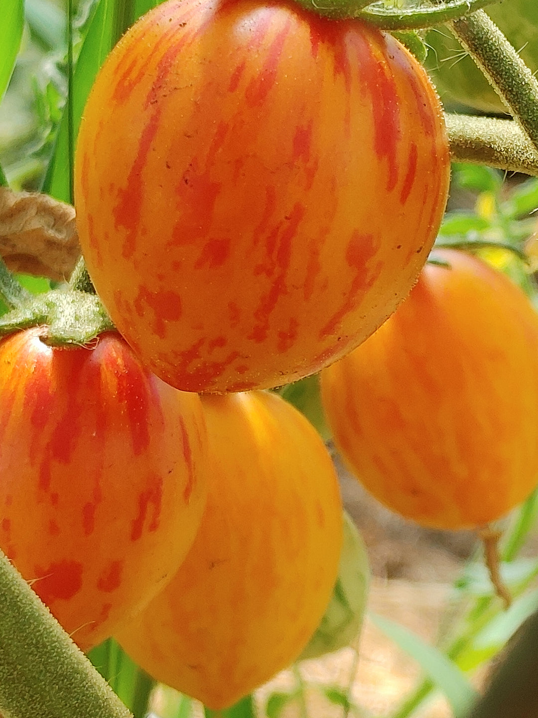 Tomato - Sunrise Bumble Bee