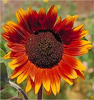 Velvet Queen Sunflower Mix