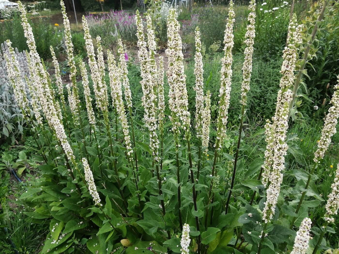 Verbascum - Moth Mullien