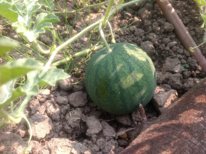 Sugarbaby Watermelon