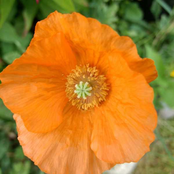 Poppy - Welsh