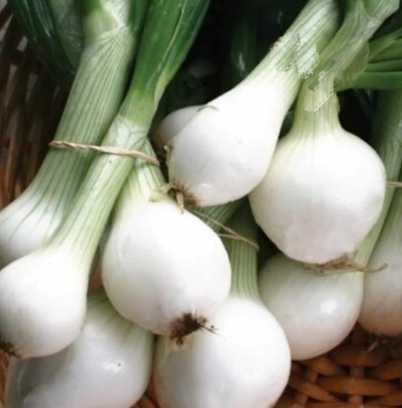 Onion - White Pickling