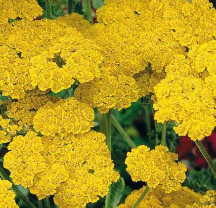 Yarrow - Golden