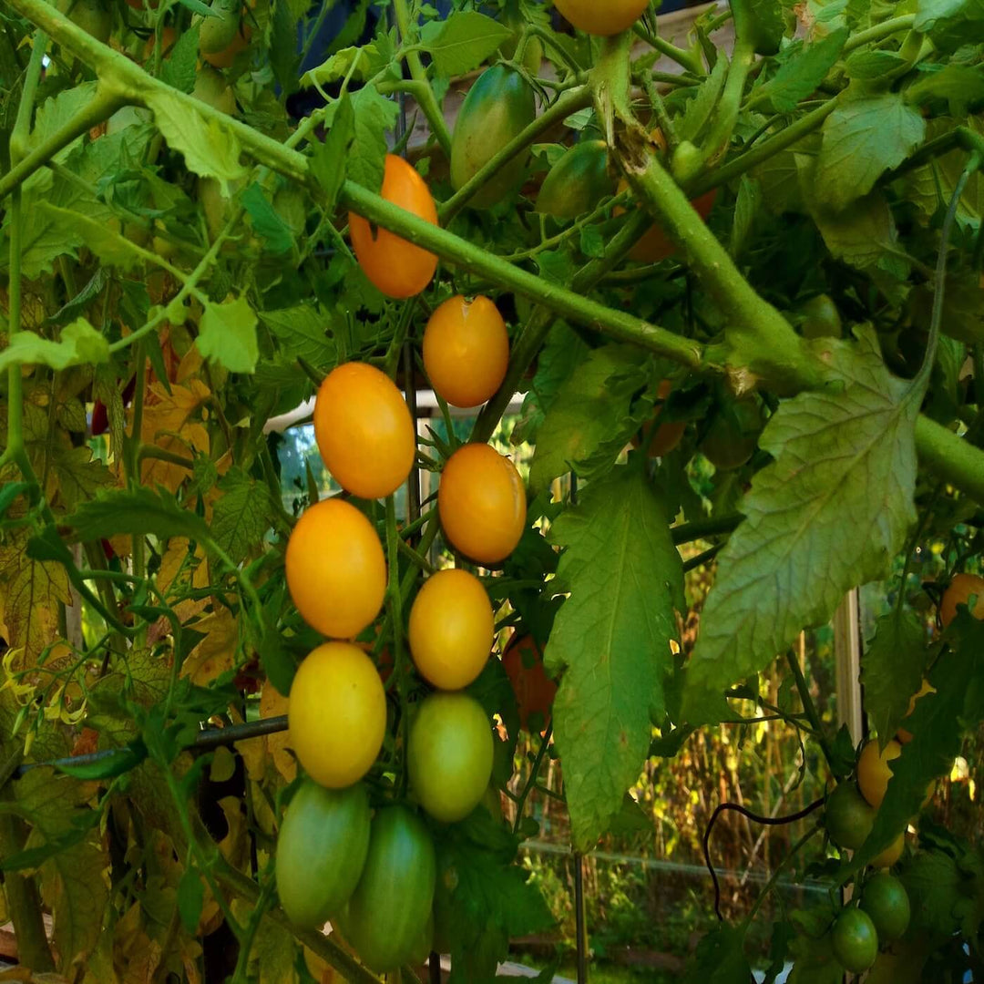 Yellow Plum Tomato