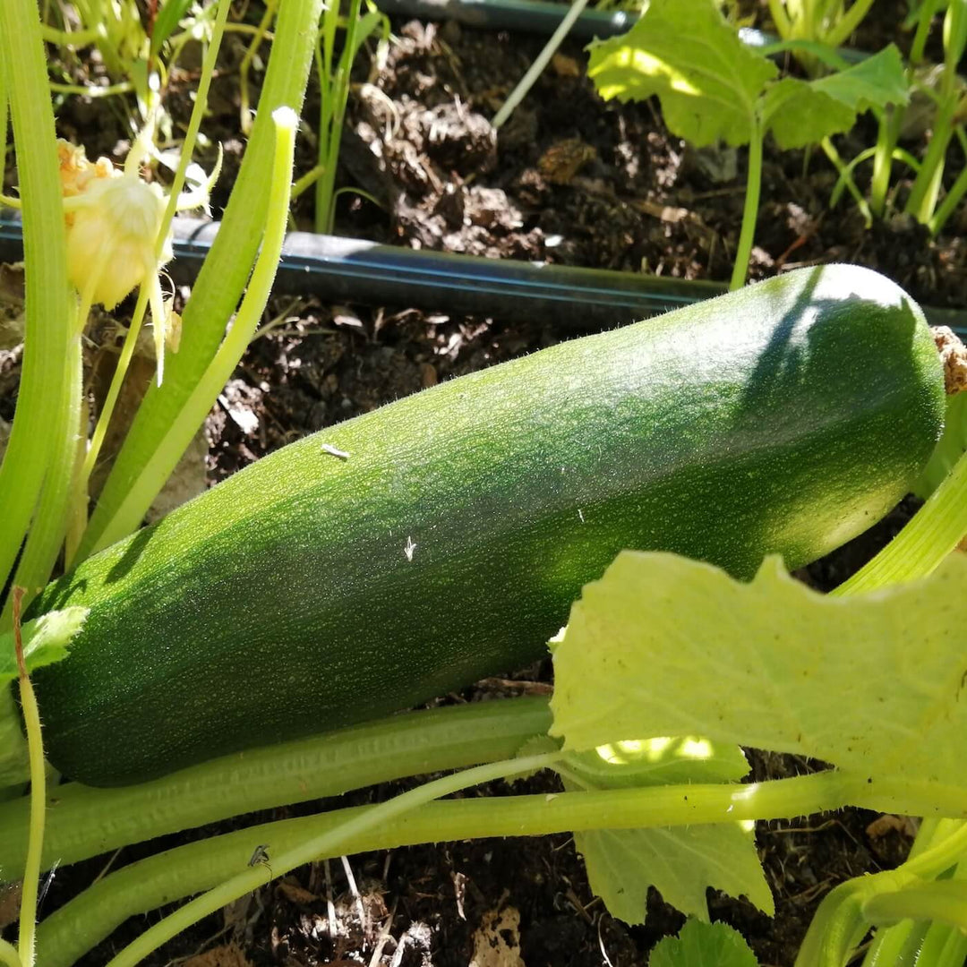 Zucchini Squash - Black Beauty