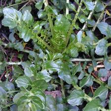 broadleafcress