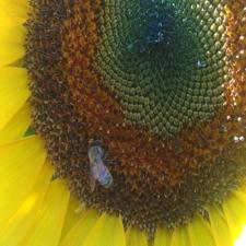 Sunflower - Giganteus