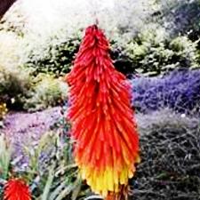 kniphophia - red hot poker