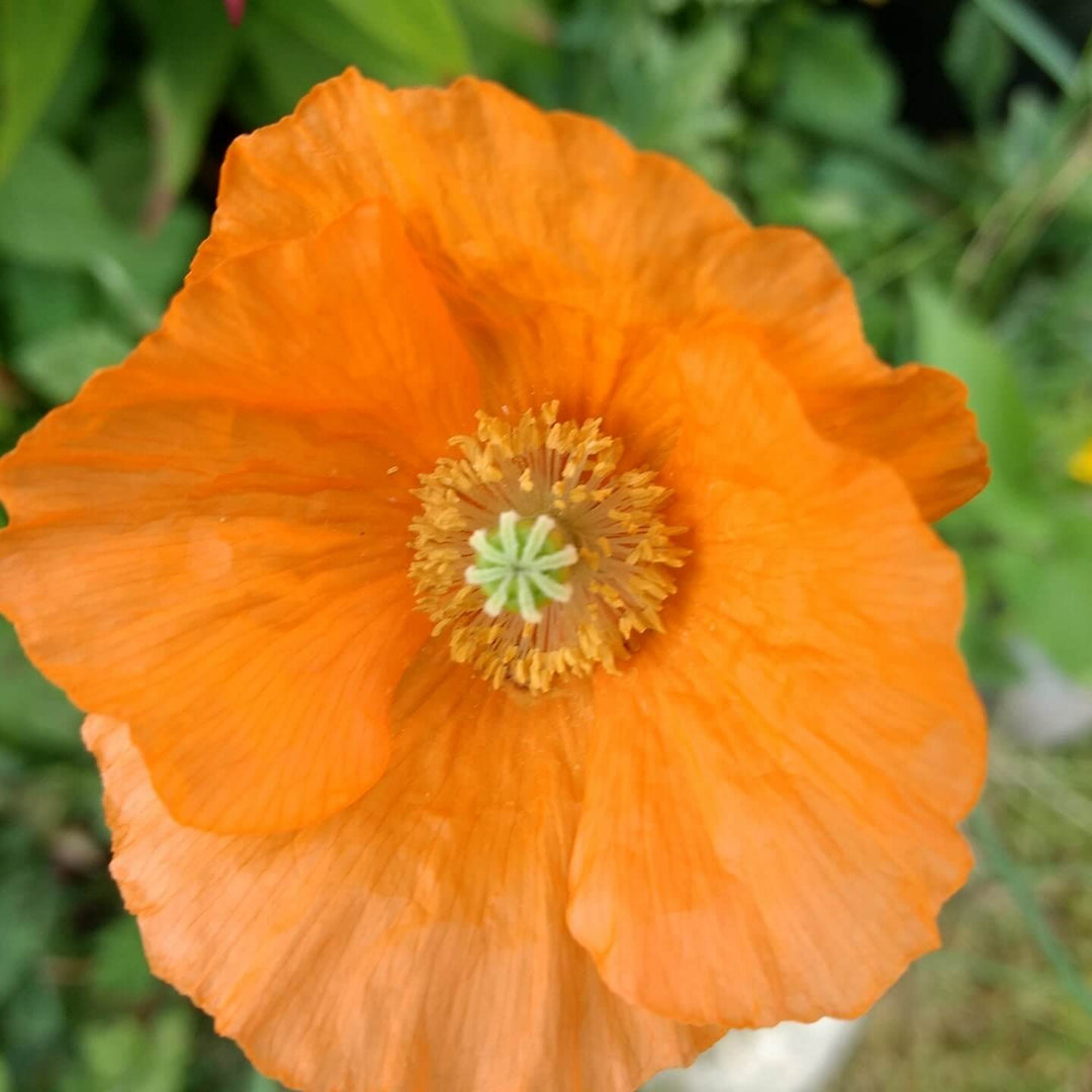 Poppy Alpine Mix