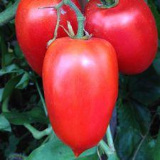 Tomato- Amish