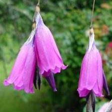 angel's fishing rod plant from seed Buy Angels Fishing Rod Seeds | Angels Fishing Rod Seeds Canada