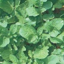 arugula seeds