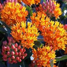 Butterfly Milkweed