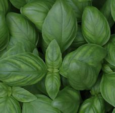 Basil - Spicy Globe