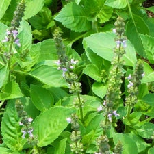 Buy Holy Basil Seeds Holy Basil Seeds Canada Brother Nature Seeds