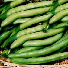 Beans - Broad