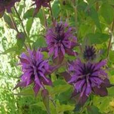 beebalm seed