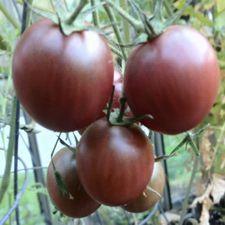 Tomato - Black Cherry