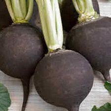 Radish - Black Spanish (Rare)