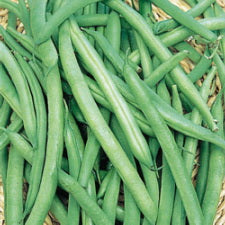 Blue Lake Pole Bean